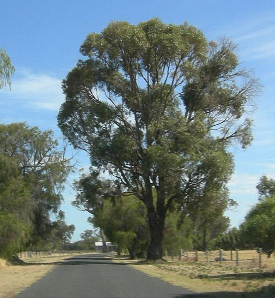 File:TuartTree nearlakeclifton.jpg