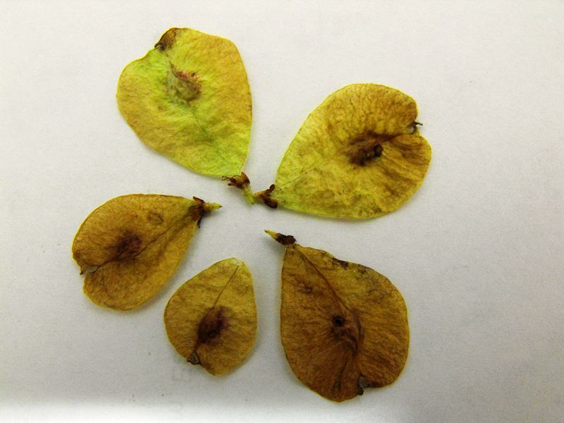 File:Ulmus LUTECE samarae.jpg