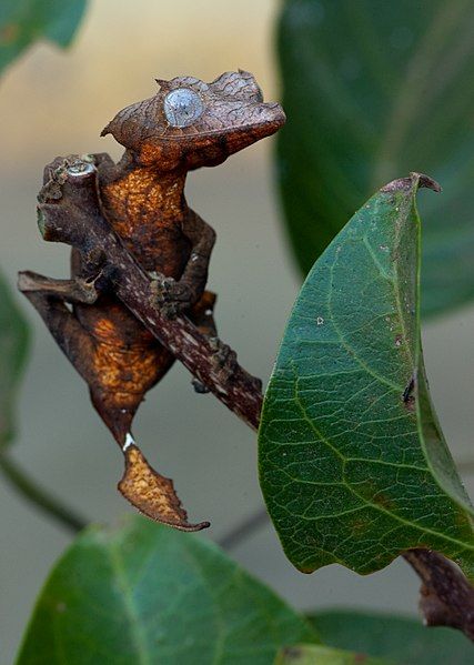 File:Uroplatus ebenaui 3.jpg