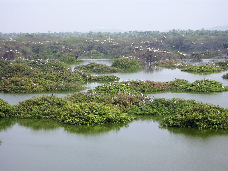 File:Vedanthangal Lake.JPG