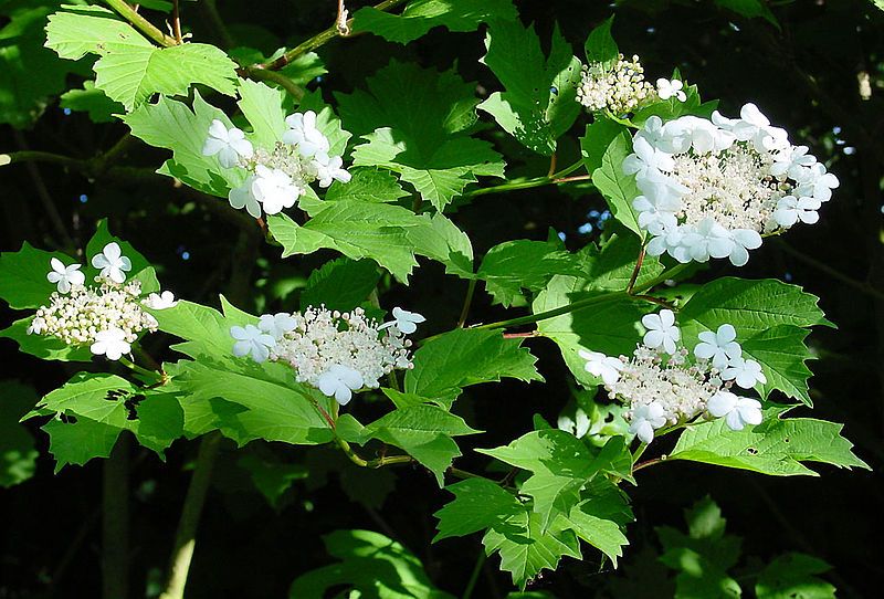 File:Viburnum opulus B.jpg