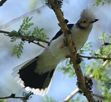 P. p. cristatus at Lake Nakuru ― curly-crested and closed wings largely black[3]