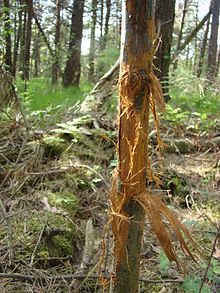 Trunk with exposed rectangular area of peeled wood through nearly half the trunk thickness, at perhaps breast height