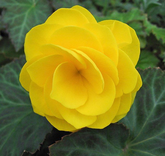 File:Yellow begonia.jpg