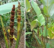 Inflorescences and leaves