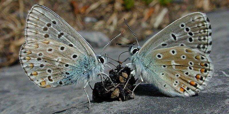 File:Adonis Blue butterflies.jpg