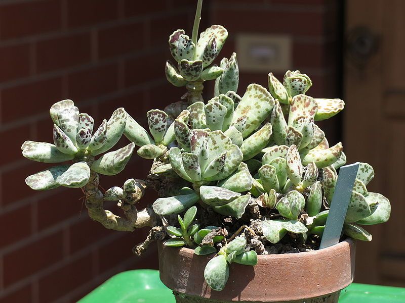 File:Adromischus cooperi 1.JPG