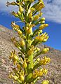 Agave utahensis