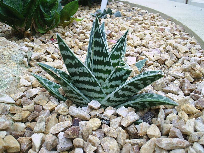 File:Aloe variegata0.jpg