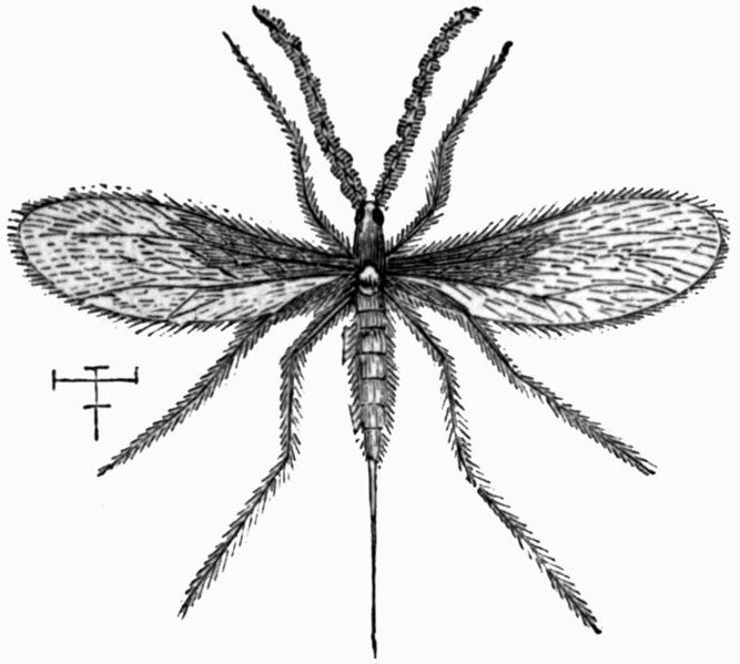 File:AmCyc Wheat Fly.jpg