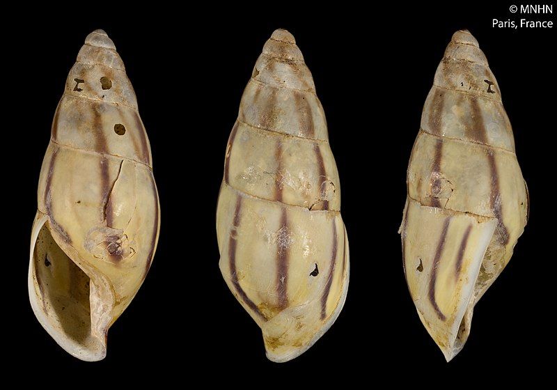 File:Amphidromus mariasendersae (MNHN-IM-2000-33207).jpeg