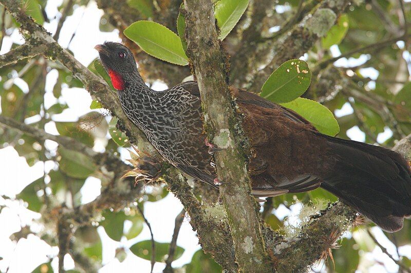 File:Andean guan.jpg