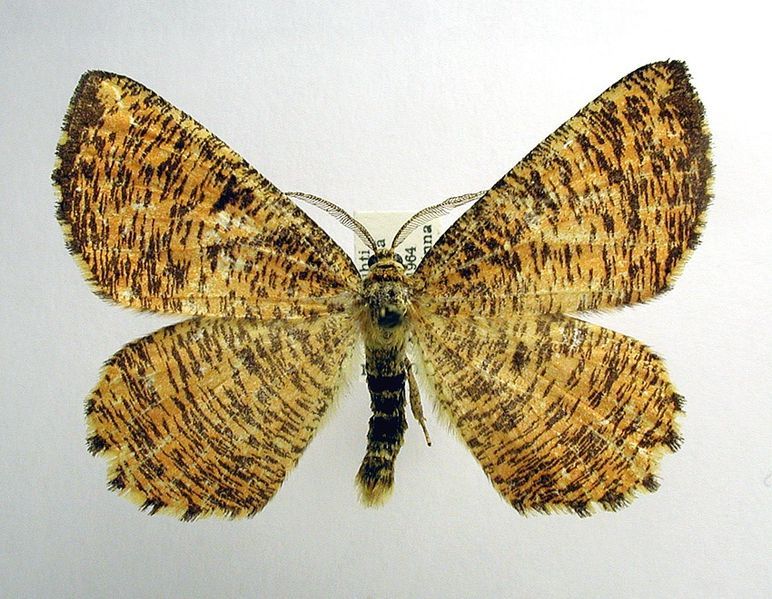 File:Angerona prunaria03.jpg