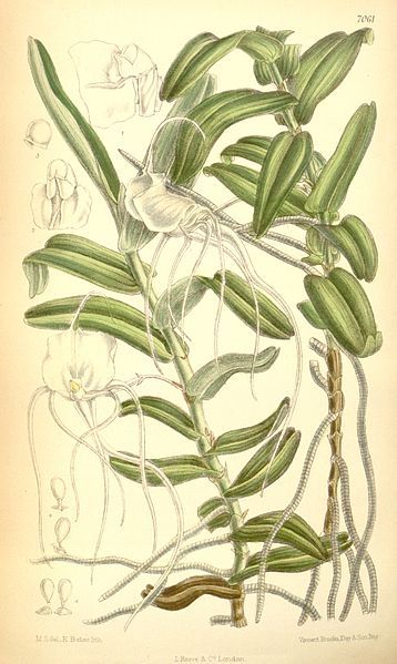 File:Angraecum germinyanum.jpg