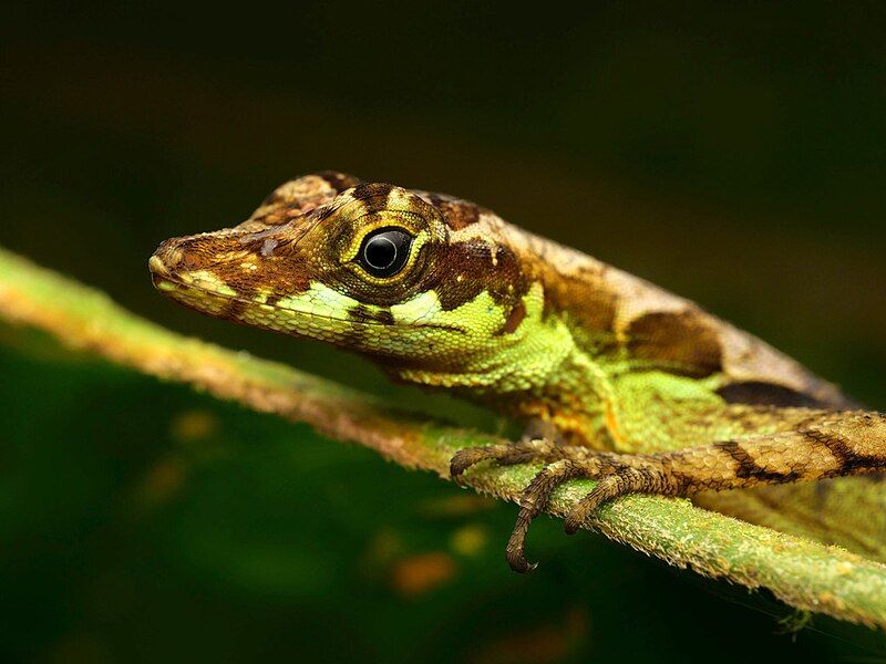 File:Anolis gracilipes.jpg