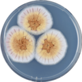 Aspergillus ostianus growing on CYA plate