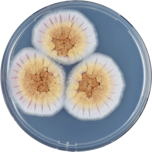 File:Aspergillus ostianus cya.png