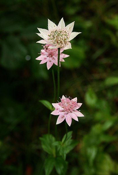 File:Astrantia maxima 1.jpg