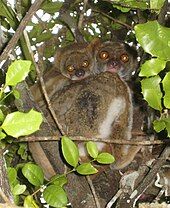 A baby woolly lemur clings to its mother's back as she clings to a tree.