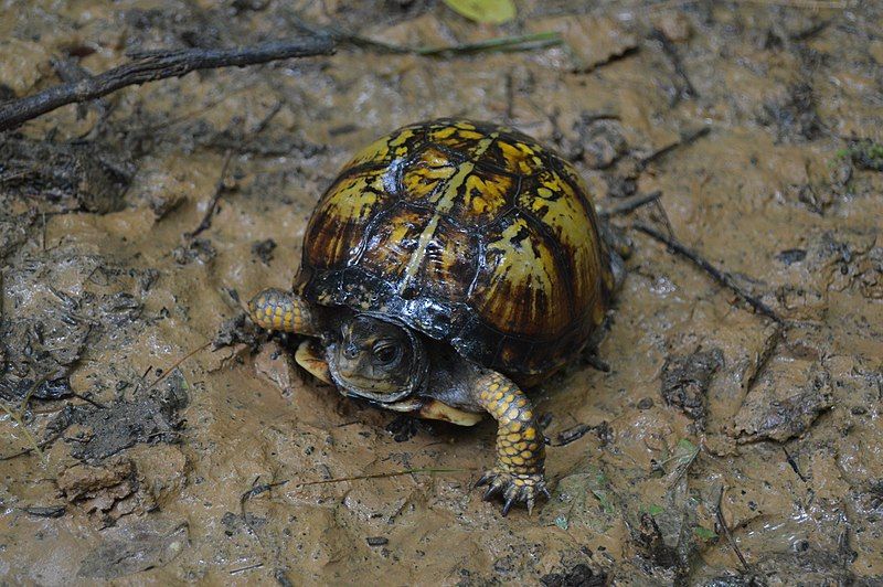 File:Battery Rock turtle.jpg