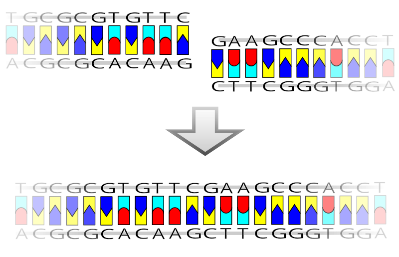 File:Blunt ligation.svg