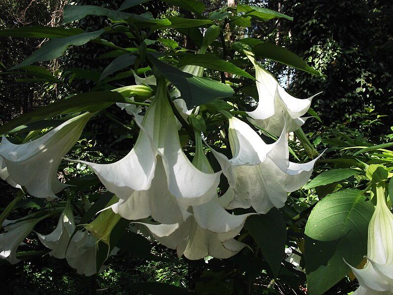 File:Brugmansia suaveolens-yercaud-salem-India.jpg