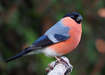 Eurasian bullfinch