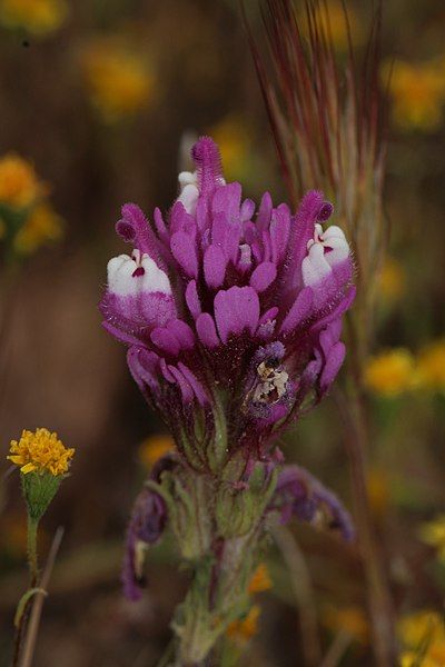 File:Castilleja exserta 8038.JPG