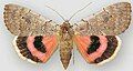 Catocala concumbens pink underwing