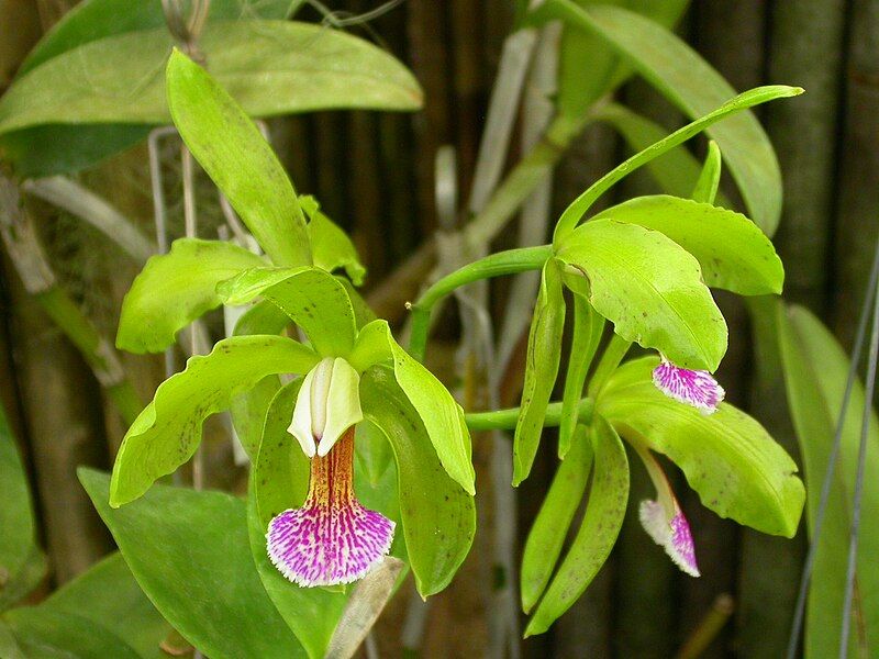 File:Cattleya granulosa.jpg