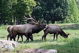 Elk (Cervus canadensis).