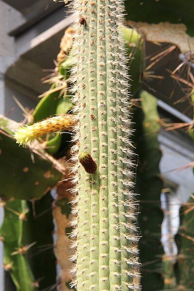 File:Cleistocactus palhuayensis pm1.jpg