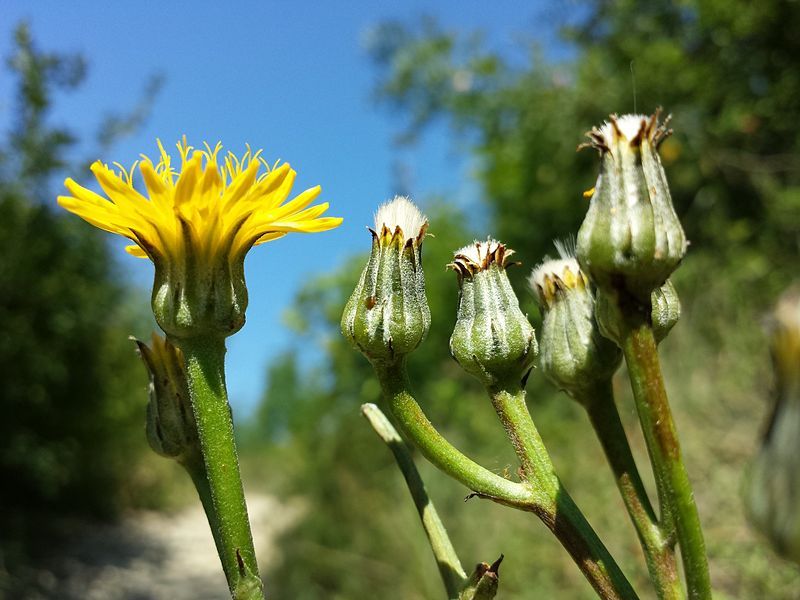 File:Crepis pannonica sl12.jpg