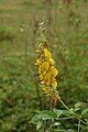 Crotalaria pallida