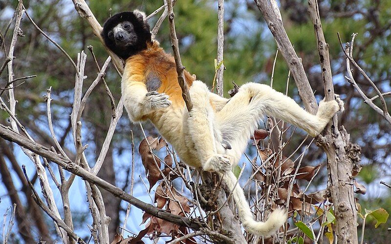 File:Crowned Sifaka 2.JPG