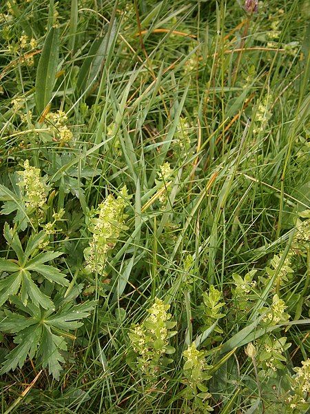 File:Cruciata glabra 001.JPG