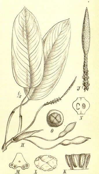 File:Culcasia scandens01a.jpg