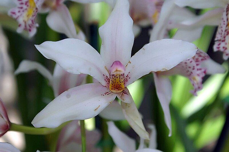 File:Cymbidium eburneum 0zz.jpg