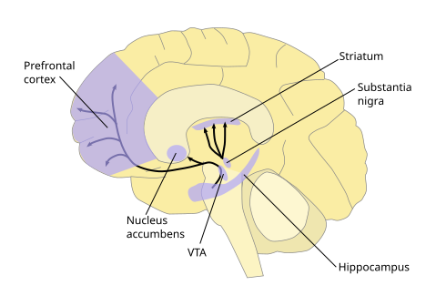 File:Dopamine pathways.svg