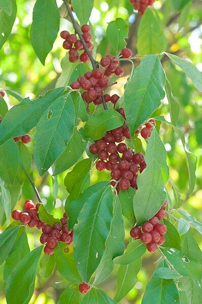 File:Elaeagnus umbellata fruit.jpg