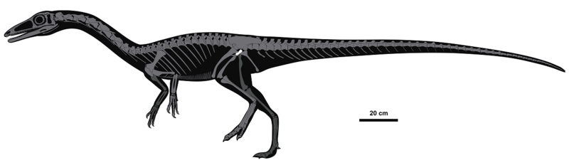 File:Erythrovenator pronto.png