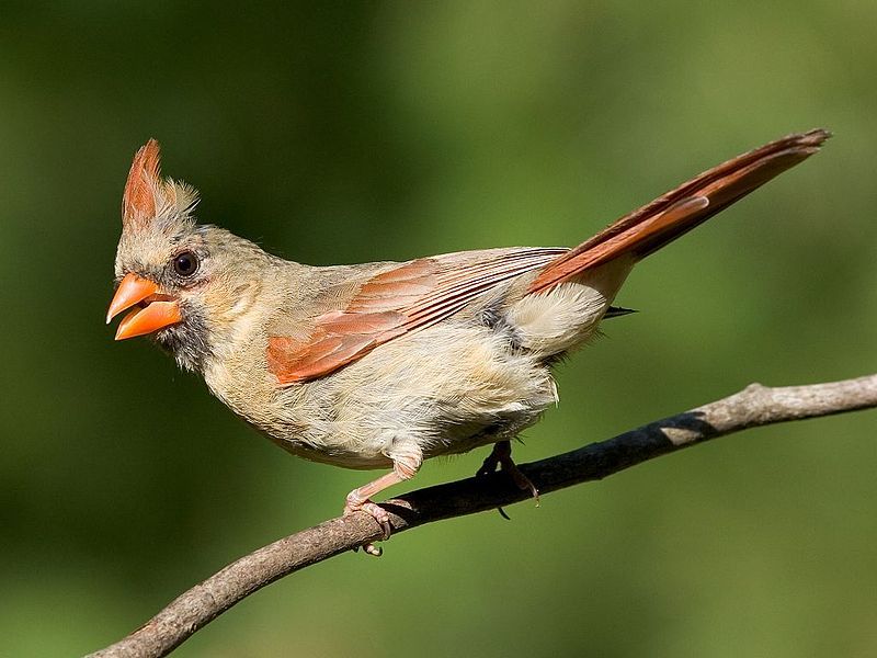 File:Female cardinal.jpg