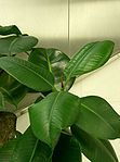 Rubber Fig or Rubber Plant -- Ficus elastica