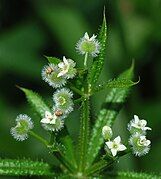 Flower and fruit of G. aparine. The fruit is an adhesive burr that clings to animals passing by to spread the seed.