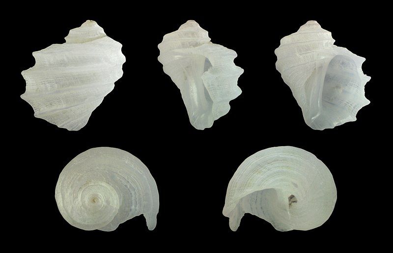 File:Fossarus ambiguus 01.jpg