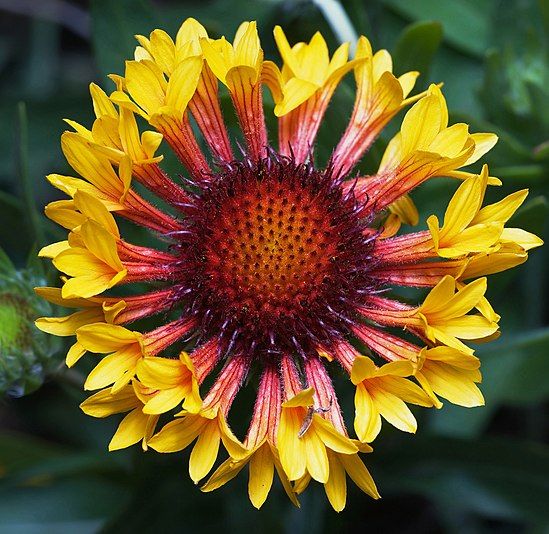 Gaillardia fanfare