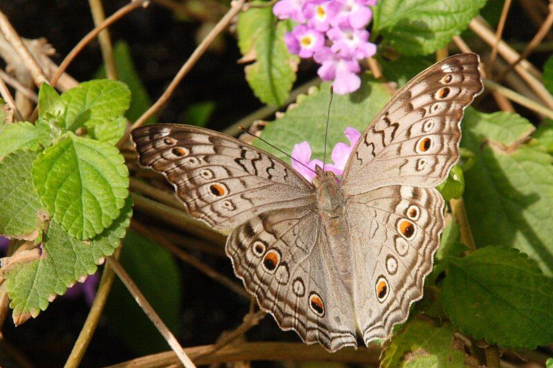 File:Gray pansy.JPG