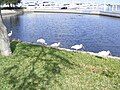 American White Ibis' hunt for food on the bank of the Halifax River.