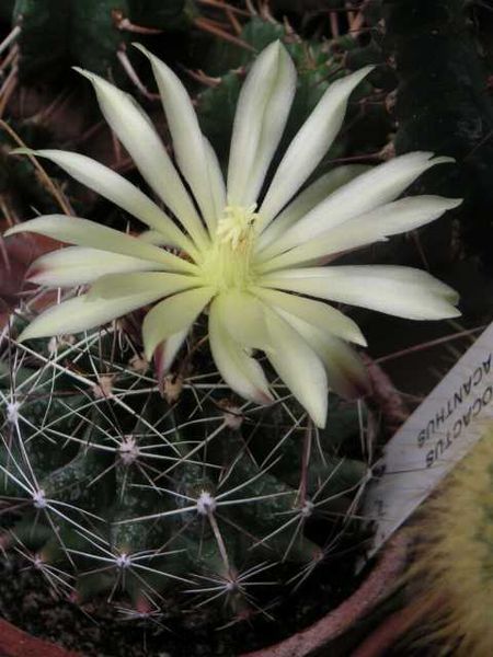 File:Hamatocactus hamatacanthus.jpg