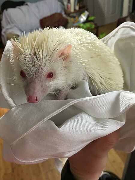 File:Hedgehog with Albinism.jpg